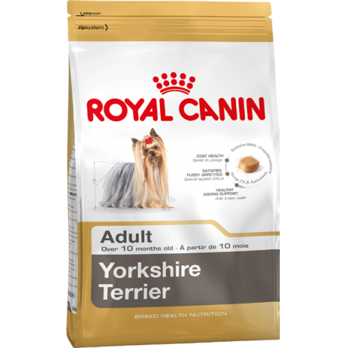 YorkshireTerrier Adult