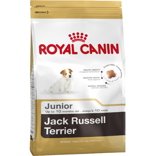 Jack Russell Junior